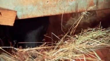 Çiftlikteki inek saman yiyor