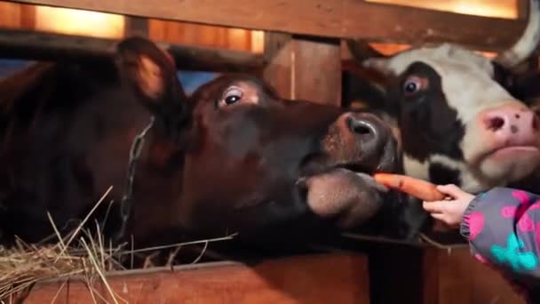 Дитина годує корову морквою — стокове відео
