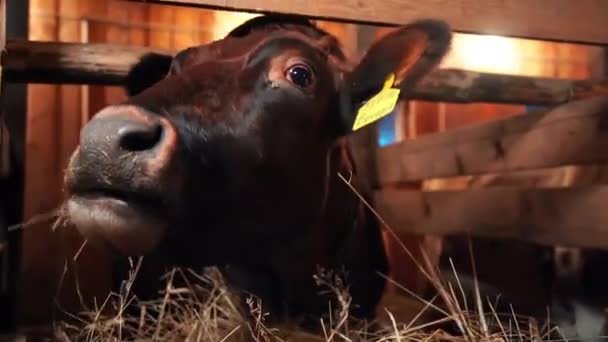 Корова крупним планом в русі — стокове відео