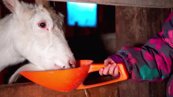 A child feeds a goat from his hands — Stock Video