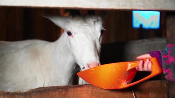 Dziecko karmi kozę z jego rąk — Wideo stockowe