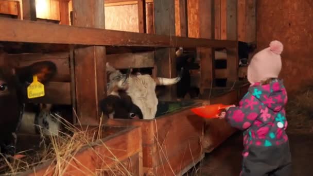Crianças alimentando vacas à mão — Vídeo de Stock