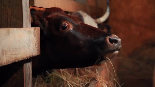 Kühe auf dem Hof, handgefüttert — Stockvideo