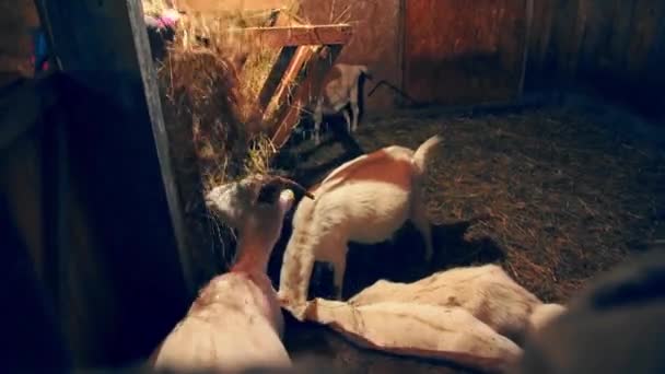 Las cabras reciben el heno de las manos — Vídeo de stock