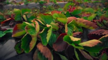 Çilek çalılarının etrafında dönüyor.