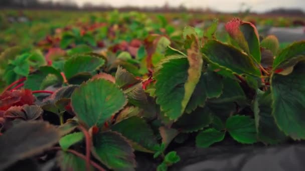 草莓灌木在风中摇曳 — 图库视频影像