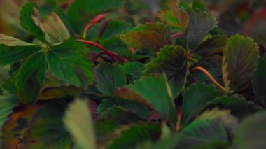 Çilek çalısı rüzgarda sallanıyor.