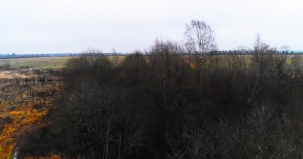 Quadcopter πάνω από το δάσος στα χωράφια — Αρχείο Βίντεο