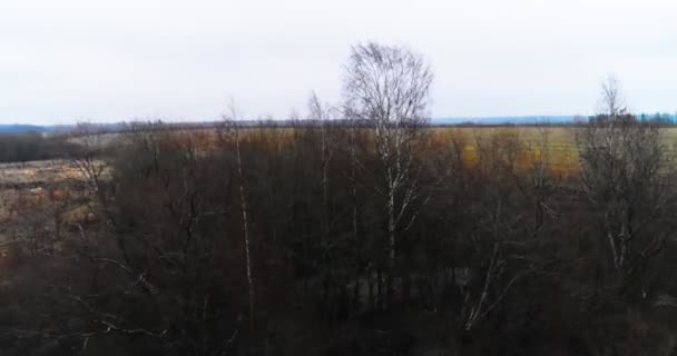 Vlucht over het bos naar de velden — Stockvideo