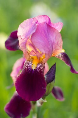 Çiçek bahçesinde mor sakallı iris