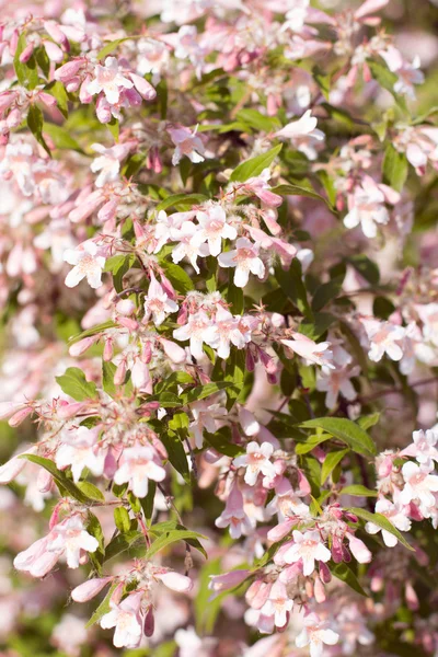 Blühendes Buschgeißblatt im Garten. Hintergrund. — Stockfoto