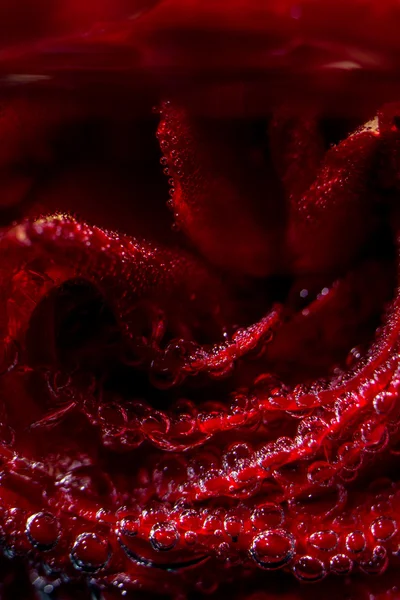 Red rose taken closeup with water drops and bubbles. Beautiful part of a red rose with water drops on it. — Stock Photo, Image
