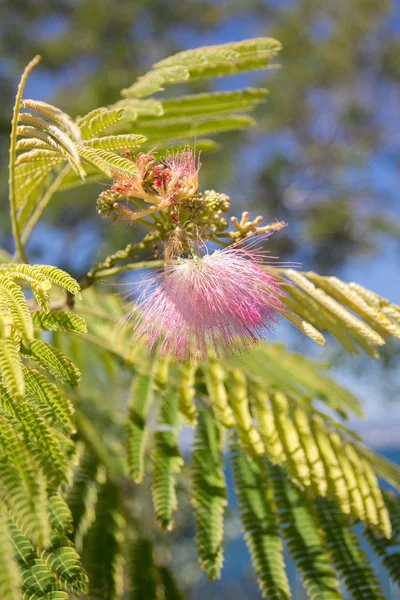 Árvore de seda persa. Albizia julibrissin — Fotografia de Stock