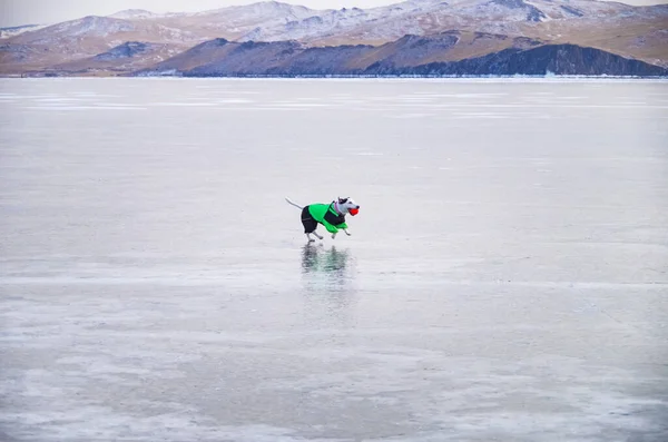 Собака Прогулке Вдоль Озера Байкал Веселый Щенок Льду Озера Зимой — стоковое фото