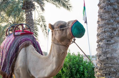 Koruyucu bir maskenin içindeki deve palmiye ağaçlarının yanında duruyor..