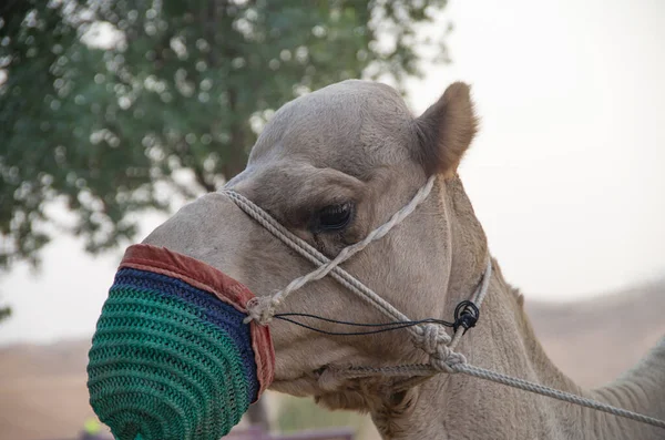 Portrait Camel Wearing Protective Mask — Stock Photo, Image