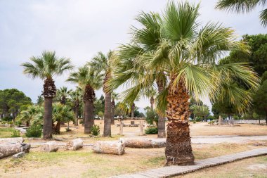 Pamukkale 'nin antik Hierapolis ilçesine bağlı palmiye ağaçları,