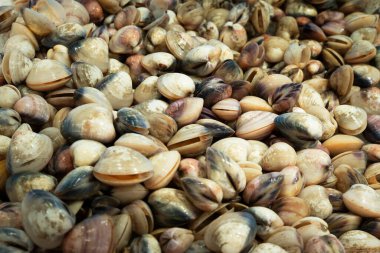 Süpermarketin deniz ürünleri bölümündeki balık tezgahında midyeler..
