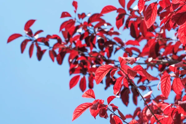 Κλαδί από κόκκινα φύλλα ενάντια στον γαλάζιο ουρανό Εικόνα Αρχείου