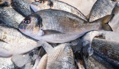 Dorado Royale, balık pazarında çipura. Taze balık manzarası.