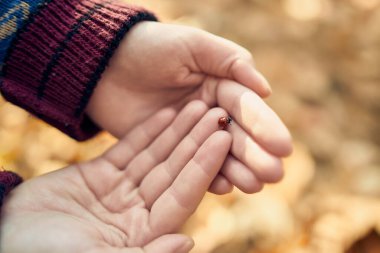 Büyük bir fotoğraf Bir adamın kollarında küçük bir uğur böceği