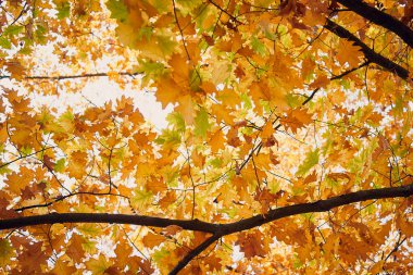 Gökyüzünün arka planında sonbahar akçaağaçlarının güzel, gür sarı taçları.