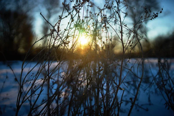 Gros Plan Herbe Sur Fond Soleil Couchant Hiver Froid — Photo