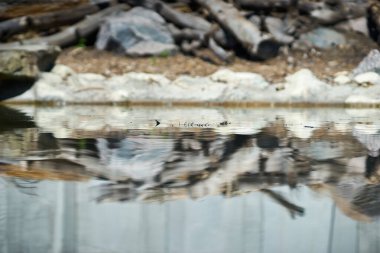 Parlak güneş ışığında su havuzda ve arka planda taşlar.