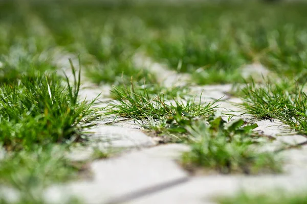 Güneşte ve fayanslarda ritmik olarak dizilmiş çimlerin yakın plan çekimi