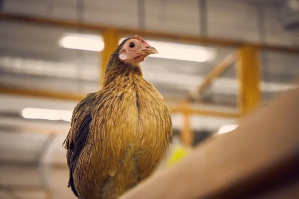 Sıcak renklerde tavuğa yakın çekim