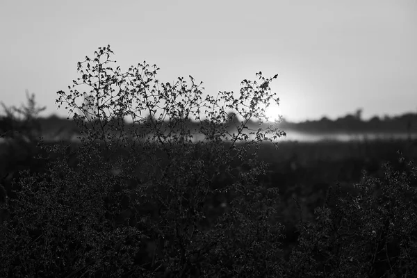 Czarno Białe Zdjęcie Mgły Tle Wiejskiej Rzeki Zachodzie Słońca — Zdjęcie stockowe