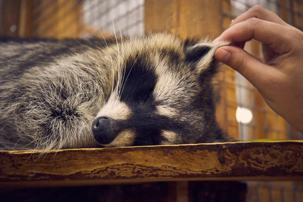 Person Touches Ear Sleeping Raccoon Petting Zoo — Stockfoto