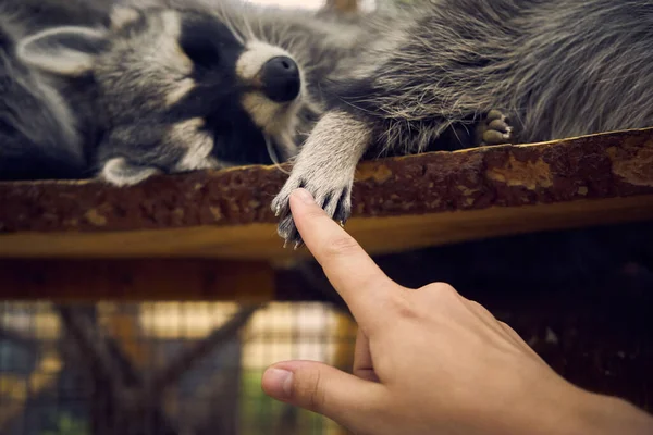 Girl Touches Paw Cute Little Raccoon While Sleeps — стоковое фото