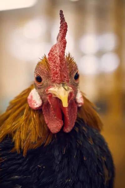 Vertical Photo Close Portrait Rooster Looking Straight Frame Zoo — Stockfoto