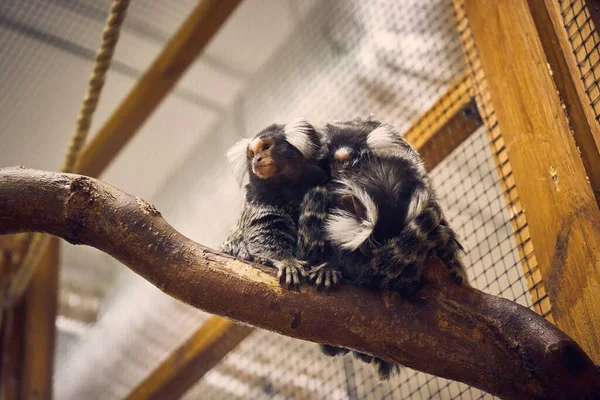 Photo Small Monkey Sitting Tree Branch Looking Away Petting Zoo — Stockfoto