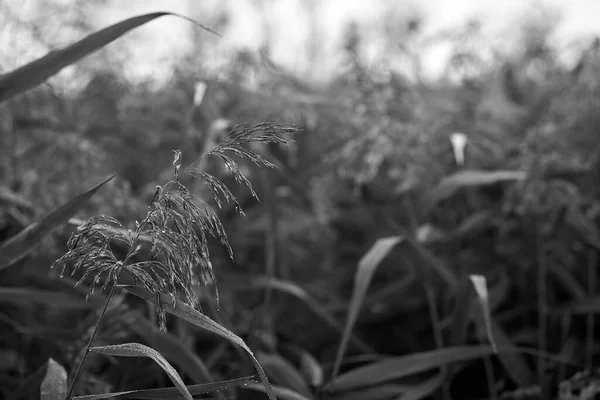 Black White Close Photo Grass Stalk Covered Dew Sunrise — Φωτογραφία Αρχείου
