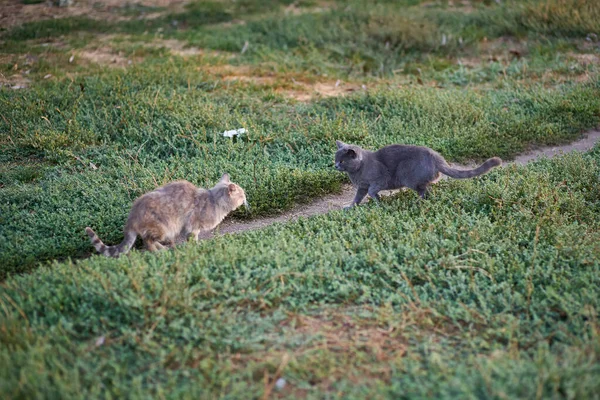 Two gray cats fight with each other on a country path at sunset