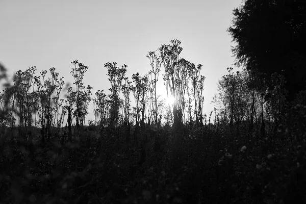 Czarno Białe Zdjęcie Sylwetki Zachodzącego Słońca Wsi Trawy Pierwszym Planie — Zdjęcie stockowe