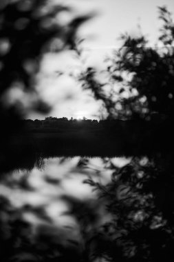 Kırsal nehir üzerinde gün batımının ve ön plandaki ağaç dallarının siyah beyaz fotoğrafı yaz mevsiminde dağıldı 