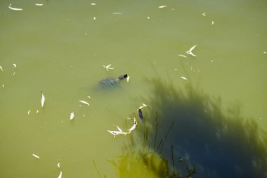 Güneşin altında bulanık yeşil suda yüzen bir kaplumbağa.