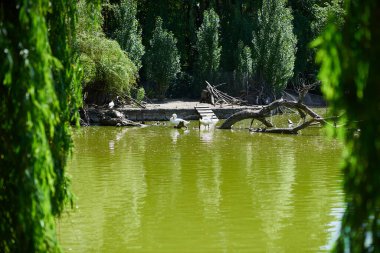 Nehirde güneşlenen bir çift leylek ve ön plandaki bir ağacın yeşil yaprakları odak dışı.