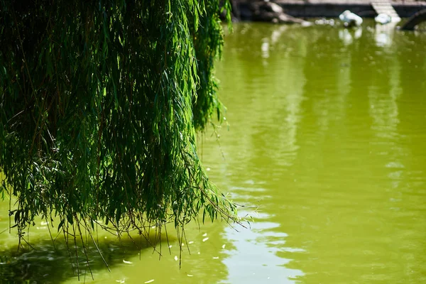 Green Branches Tree Hanging Low Green Muddy River Sun — Foto de Stock