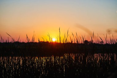 Gün batımının siluet manzarası kırsalda ve çimenler ön planda.