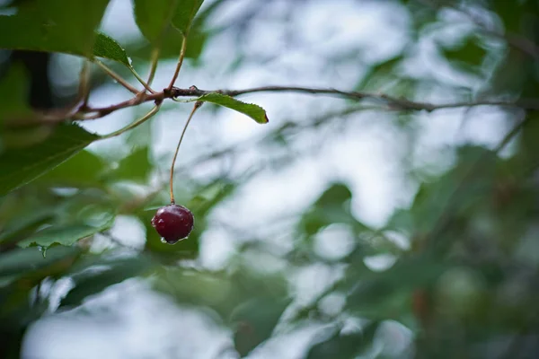 Odaklanamayan ağaç yapraklarından oluşan arka planda tek bir kiraz tanesi çiğ üstüne çiğ.