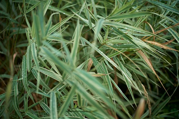 Close-up of dew on a leaf of grass after rain