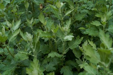 Close-up of green bushes after rain in the garden