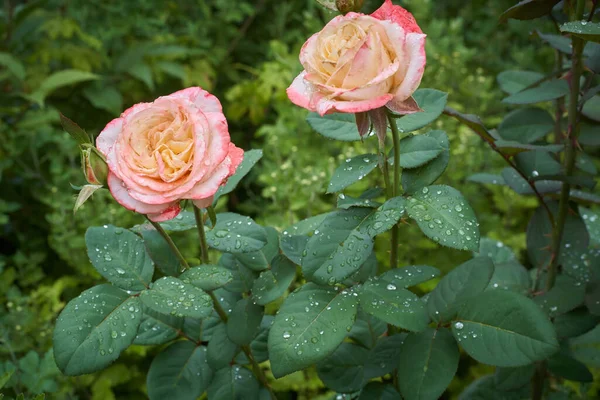 Two pink roses with dew on the leaves after rain in a flower bed