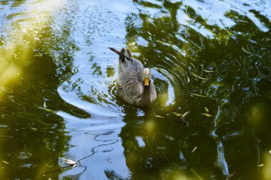 One gray duck looking into the camera in the water in the shade of the trees from the sun