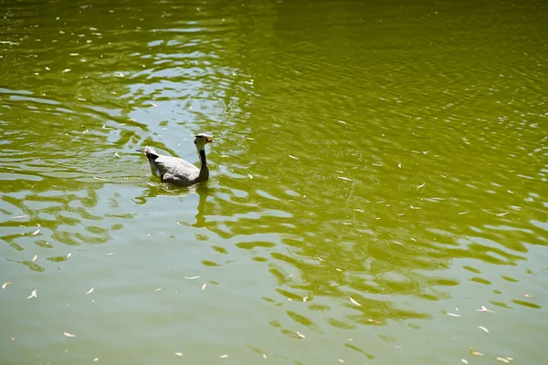 Lone Duck Swimming Green Lake — Fotografia de Stock