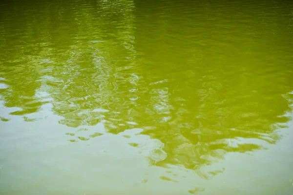 Зелене Озеро Парку Відображення Дерев Неба Ньому — стокове фото